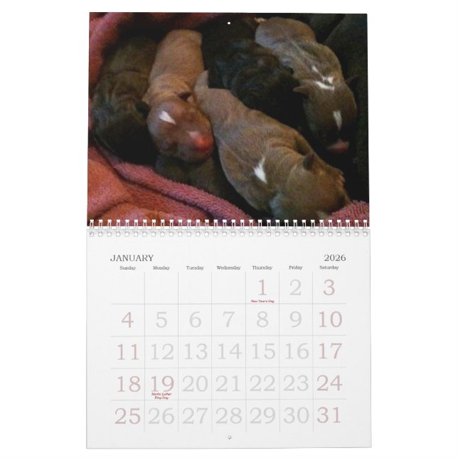 Pitbull Welpen wachsen Kalender auf (Jan 2026)