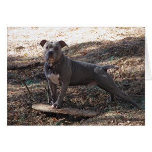Pitbulle mit Skateboard Eile Back Card