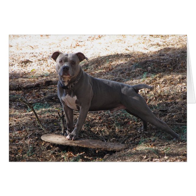 Pitbulle mit Skateboard Eile Back Card (Vorderseite (Horizontal))