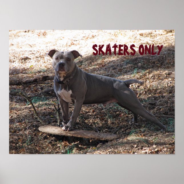 Pitbulle mit Skateboard-Skatern nur Poster (Vorne)