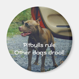 Pitbulle-Regel Magnet