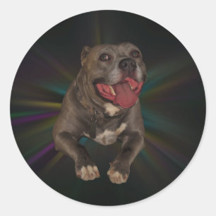 Pitbulle Stickers