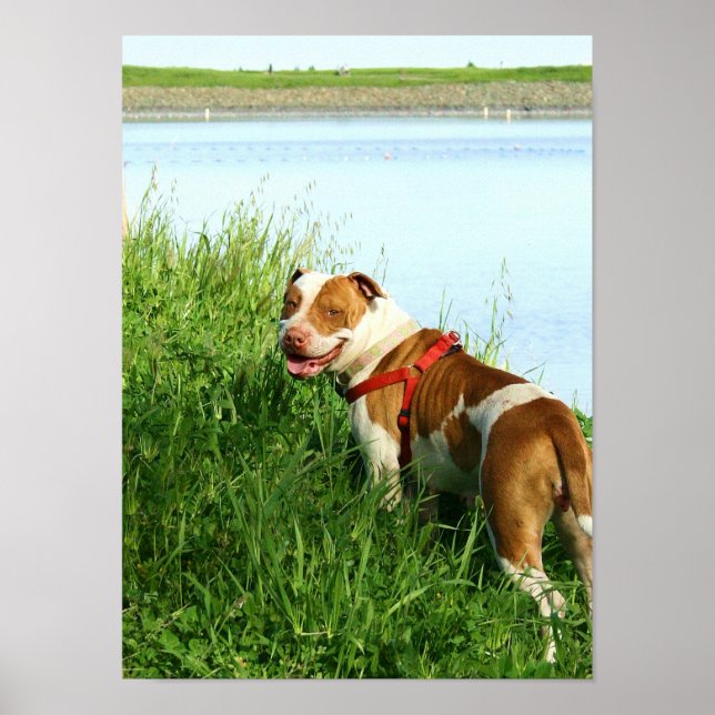 Pitbullposter Poster (Vorne)