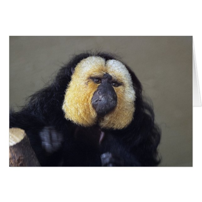 Pithecia pithecia (Vorderseite (Horizontal))