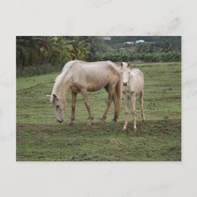 Pitons2 Postkarte (Vorderseite)