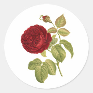 PixDezine vintage viktorianische rote Rose / Redou Runder Aufkleber