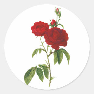 PixDezine vintage viktorianische rote Rose/Redoute Runder Aufkleber
