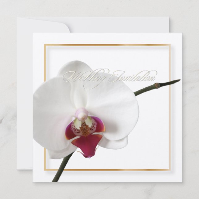 PixDezines orchids/Phalaenopsis Einladung (Vorderseite)