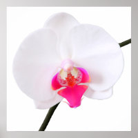 PixDezines phalaenopsis dorne/white orchid