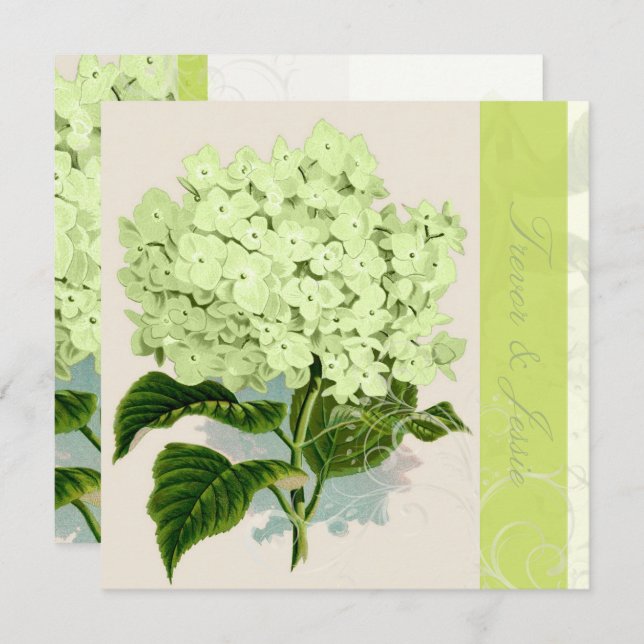 PixDezines Vintages grünes Hydrangea Einladung (Vorne/Hinten)