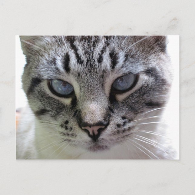 Pixie up nah postkarte (Vorderseite)