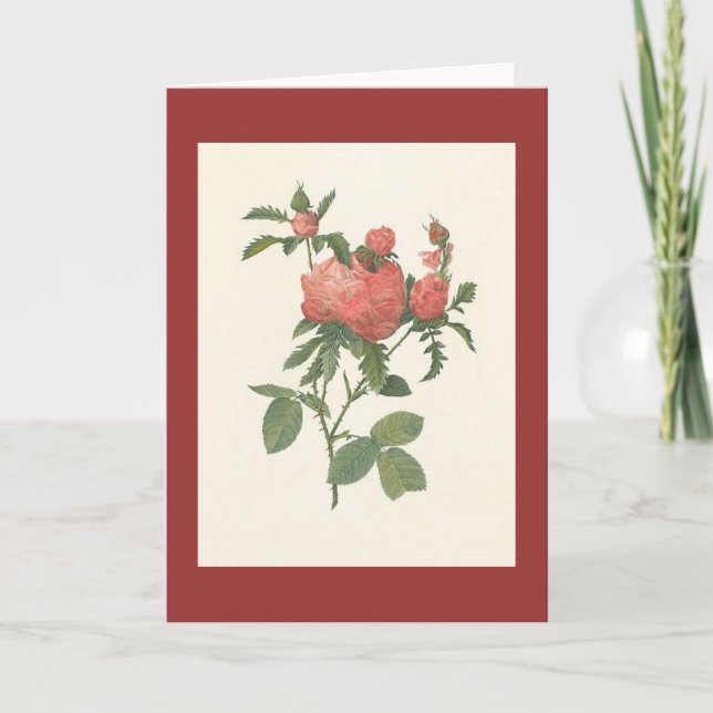 PJ Redoute - Rosa centifolia prolifera foliacea Karte (Vorderseite)