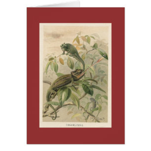 Pj-Smith - Chamäleone