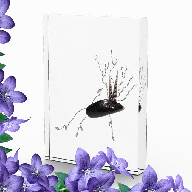 Placenta Anatomie Health Science Biology Gedicht A Fotoblock (Von Creator hochgeladen)