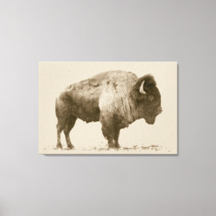 Plains Bison Leinwanddruck