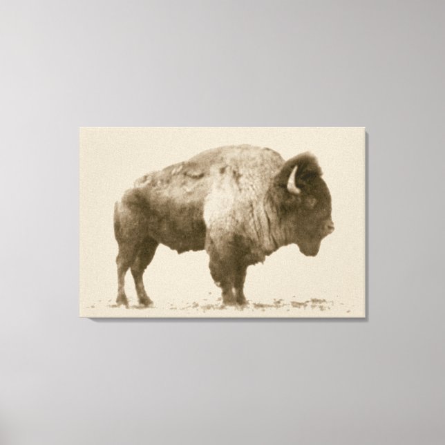 Plains Bison Leinwanddruck (Vorderseite)