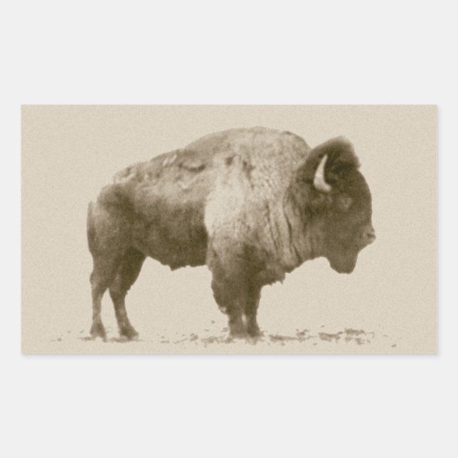 Plains Bison Rechteckiger Aufkleber (Vorderseite)
