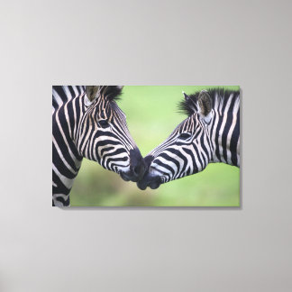Plains zebra (Equus quagga) Paar interagierend Leinwanddruck