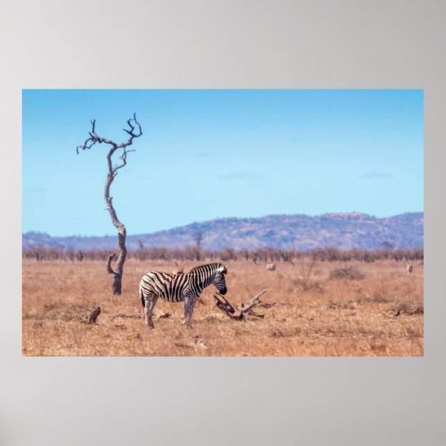 Plains zebra in Kruger National Park, Südafrika Poster (Vorne)
