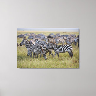 Plains Zebras on migration, Equus quagga, 2 Leinwanddruck