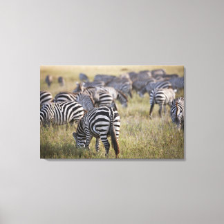 Plains Zebras on migration, Equus quagga, Leinwanddruck