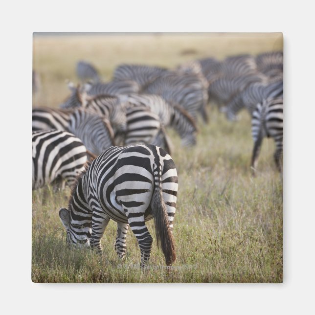 Plains Zebras on migration, Equus quagga, Magnet (Vorne)