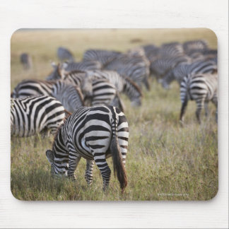 Plains Zebras on migration, Equus quagga, Mousepad