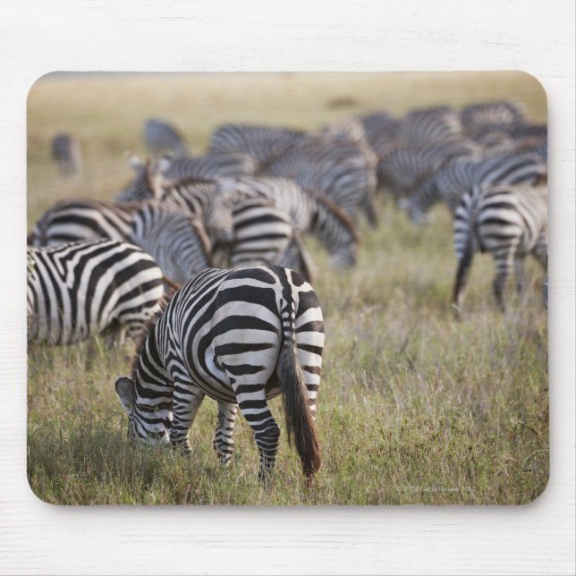 Plains Zebras on migration, Equus quagga, Mousepad (Vorne)