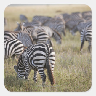 Plains Zebras on migration, Equus quagga, Quadratischer Aufkleber