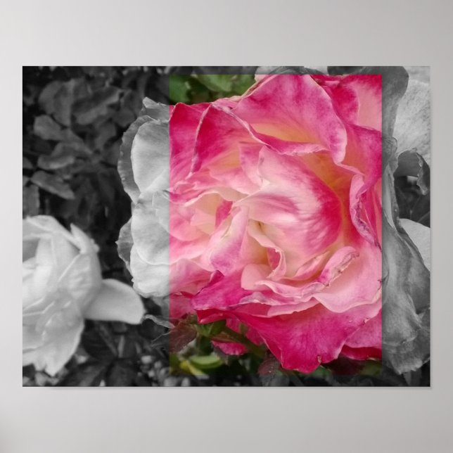 PLAKAT 11x14, ROSA Blume (Vorne)
