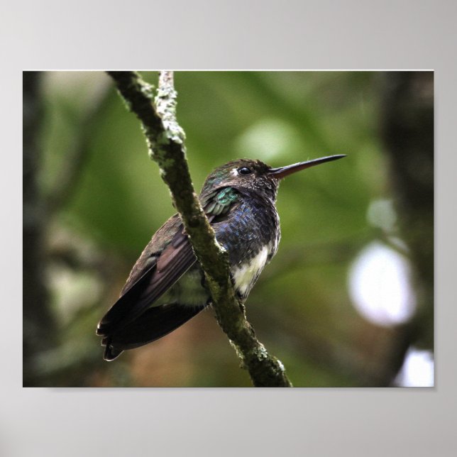 PLAKAT - BEIJA-FLOR 1 (Vorne)