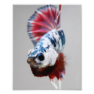 Plakat Betta Fische Fotodruck