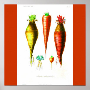 Plakat-Botanicals-Karotte Poster