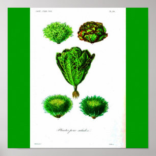 Plakat-Botanicals-Kopfsalate Poster