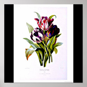 Plakat-Botanicals-Pierre Joseph Redoute 15 Poster