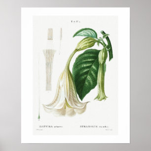 PLAKAT : BOTANISCH : ENGELSTRUMPETE : REDOUTÉ