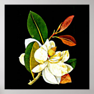 Plakat-Botanische Kunst-Mary Delany 1 Poster