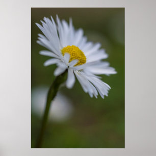 Plakat Daisy Florale Naturfotografie