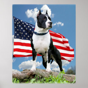 Plakat der Pitbull (amerikanisches Staffordshire