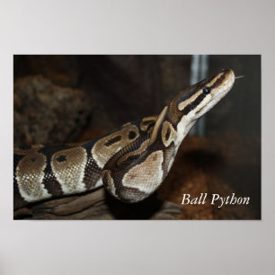 Plakat der Schlange (Ball-Pythonschlange)