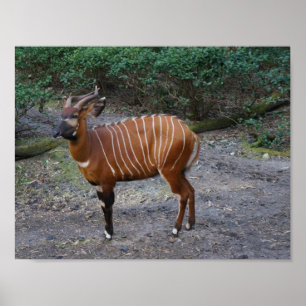 Plakat des Bongo-(Antilope)