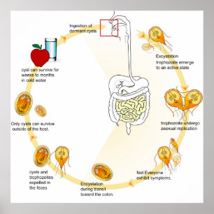 Plakat Diagramm Giardia Lebenszyklus Parasit