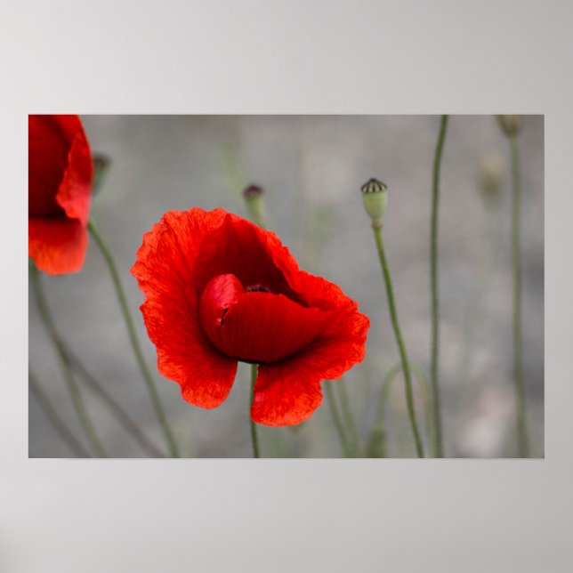 Plakat Die Rote Mohnblume (Vorne)