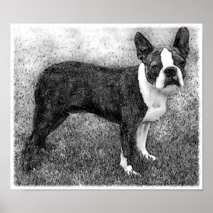 Plakat-Druck Bostons Terrier Poster