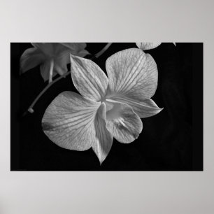 Plakat-Druck der Dendrobium-Orchideen-2 Poster