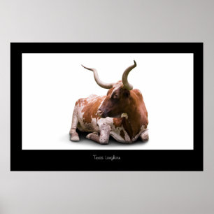 Plakat-Druck Texas Longhorn Poster