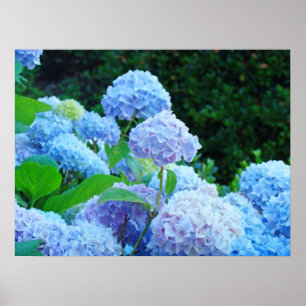 Plakat druckt blauen Hydrangea-Blumen-Garten