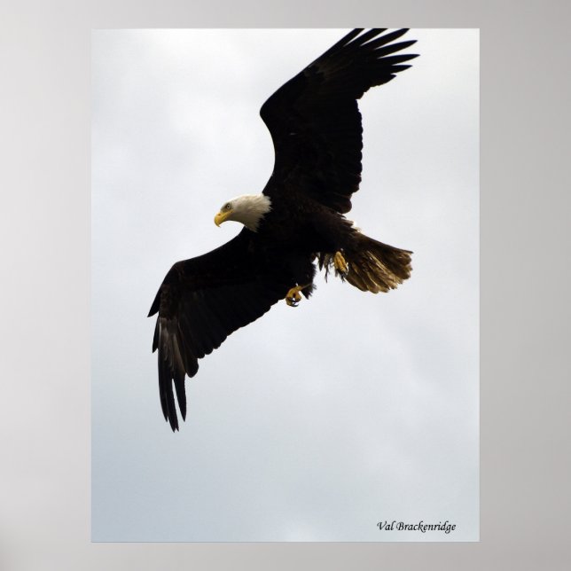 Plakat "Eagle in Flight" (Vorne)