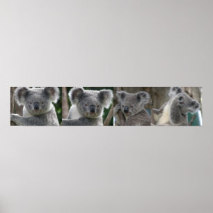 Plakat Ein Koala aus Australien adoptieren