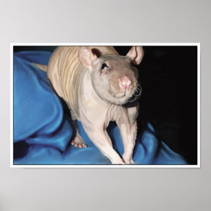 Plakat einer haarlosen Ratte